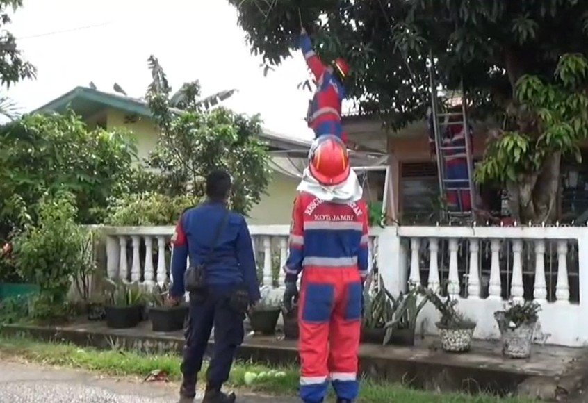 Tak Hanya Berjibaku Padamkan Api, Petugas Damkartan Jambi Diminta Warga Panen Mangga