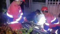 Seekor ular piton sepanjang lebih dari 5 meter berhasil dievakuasi oleh petugas Pemadam Kebakaran dan Penyelamatan (Damkartan) Kota Jambi, dari sebuah selokan di teras rumah warga yang berada di Komplek Perumahan Villa Kenali, Mayang Mangurai, Kota Jambi.