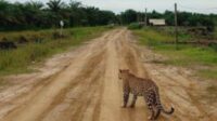 Macan Tutul Muncul di Desa Catur Rahayu Tanjab Timur, Warga Diminta Waspada Macan Tutul Muncul di Desa Catur Rahayu Tanjab Timur, Warga Diminta Waspada