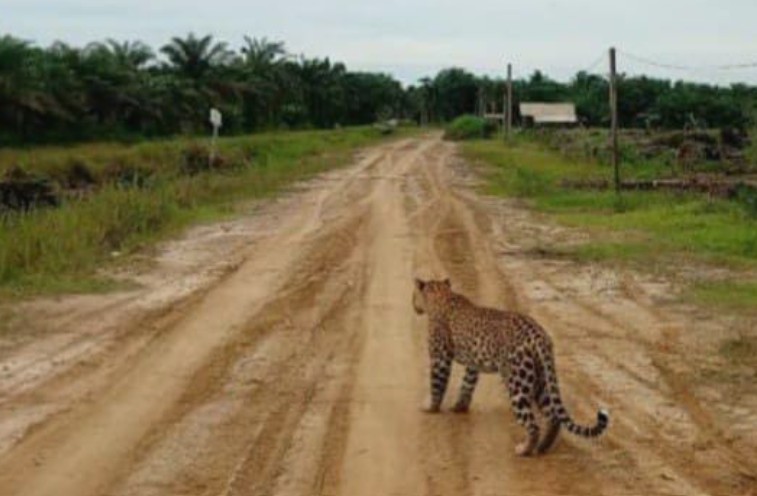 Macan Tutul Muncul di Desa Catur Rahayu Tanjab Timur, Warga Diminta Waspada Macan Tutul Muncul di Desa Catur Rahayu Tanjab Timur, Warga Diminta Waspada