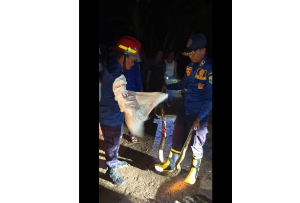 Damkartan Muaro Jambi Evakuasi Ular Piton di Tumpukan Genteng Rumah Warga