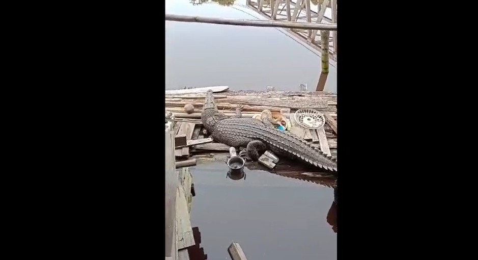 Buaya 3 Meter Muncul di Jamban Sungai Betara, Warga Serdang Heboh
