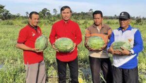 Cakap Ketua Edi: Saat BUMDes Desa Parit Menggeliat, Semangka Membuka Jalan Kesejahteraan Warga Muaro Jambi