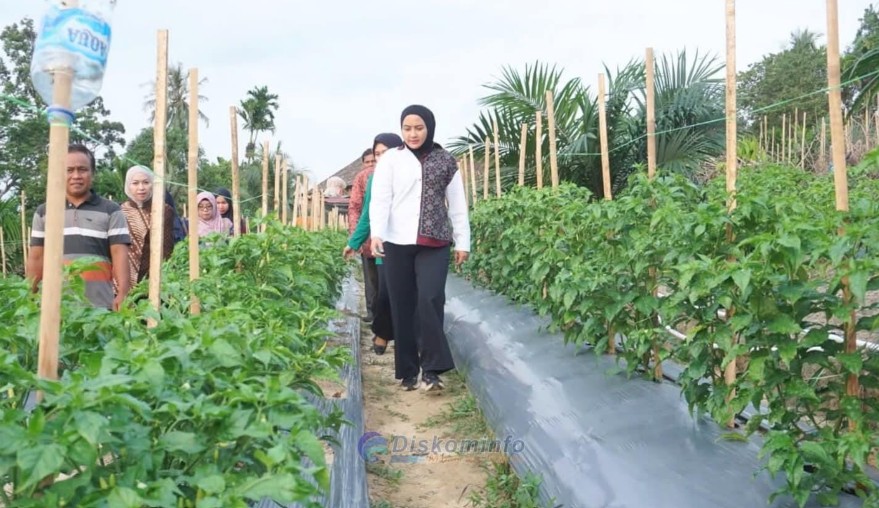 Panen Cabai di Gerunggung, Ketua TP PKK Muaro Jambi Dorong Ketahanan Pangan Keluarga