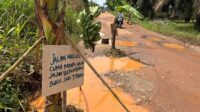 warga talang belido muaro jambi tanam pisang di jalan rusak, protes lambannya perbaikan dari pemerintah