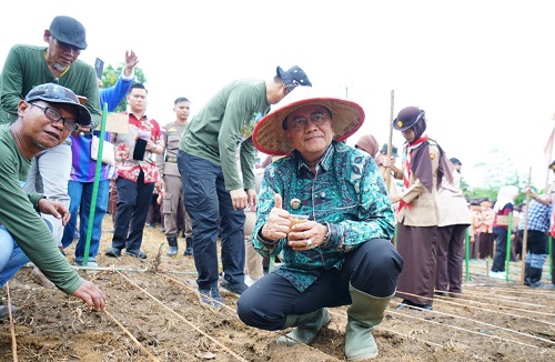 500 anggota pramuka terlibat, wali kota jambi dorong percepatan ltt lewat tanam padi gogo