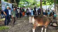 bank jambi kurban 42 ekor sapi dan 4 ekor kambing bank jambi kurban 42 ekor sapi dan 4 ekor kambing