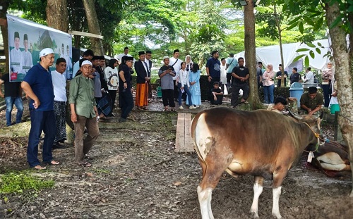 bank jambi kurban 42 ekor sapi dan 4 ekor kambing bank jambi kurban 42 ekor sapi dan 4 ekor kambing