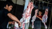 cara aman sembelih hewan kurban agar terhindar dari risiko penyakit kulit cara aman sembelih hewan kurban agar terhindar dari risiko penyakit kulit
