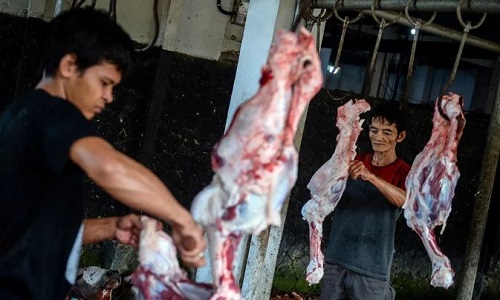 cara aman sembelih hewan kurban agar terhindar dari risiko penyakit kulit