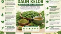 manfaat daun kelor untuk kesehatan rahasia herbal alami yang kembali dicari banyak orang