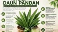 manfaat daun pandan untuk kesehatan 2026 herbal alami dengan aroma wangi dan khasiat menenangkan