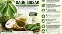 manfaat daun sirsak untuk kesehatan herbal tradisional yang masih dipercaya banyak orang