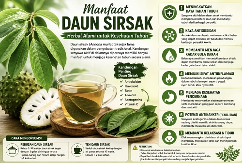 manfaat daun sirsak untuk kesehatan herbal tradisional yang masih dipercaya banyak orang