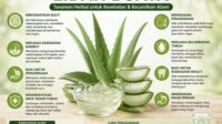 manfaat lidah buaya untuk kesehatan 2026 tanaman herbal alami yang baik untuk kulit, pencernaan, dan daya tahan tubuh