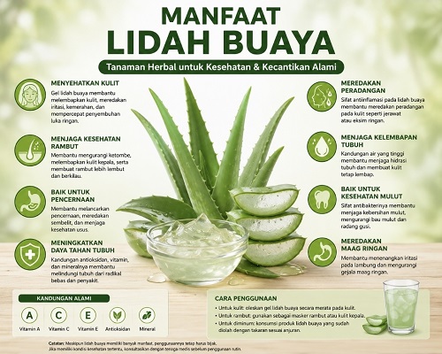 manfaat lidah buaya untuk kesehatan 2026 tanaman herbal alami yang baik untuk kulit, pencernaan, dan daya tahan tubuh
