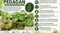manfaat pegagan untuk kesehatan tanaman herbal tradisional yang kini kembali populer