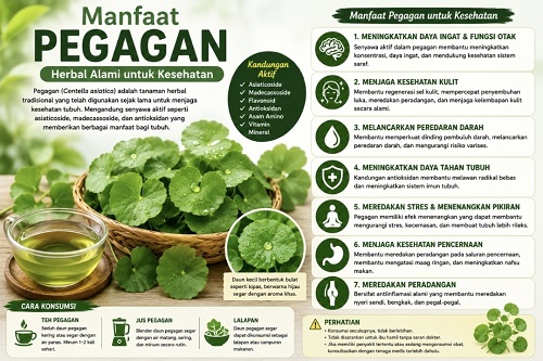 manfaat pegagan untuk kesehatan tanaman herbal tradisional yang kini kembali populer