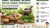 obat herbal alami untuk semua penyakit mitos atau solusi ini fakta, manfaat, dan cara aman menggunakannya