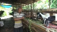 Penjualan Kambing Kurban di Muaro Jambi Lesu, Sapi Masih Stabil Penjualan Kambing Kurban di Muaro Jambi Lesu, Sapi Masih Stabil
