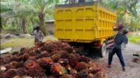 Bupati Merangin, M. Syukur, memberikan teguran keras kepada seluruh Pabrik Kelapa Sawit (PKS) di Merangin agar tidak menurunkan harga Tandan Buah Segar (TBS) secara sepihak.
