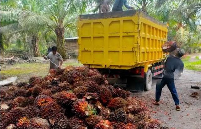 Bupati Merangin, M. Syukur, memberikan teguran keras kepada seluruh Pabrik Kelapa Sawit (PKS) di Merangin agar tidak menurunkan harga Tandan Buah Segar (TBS) secara sepihak.