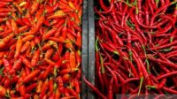 Cek Harga Cabai Rawit dan Telur Ayam Hari Ini