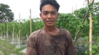 Harga Pare Anjlok, Petani di Muaro Jambi Menjerit Harga Pare Anjlok, Petani di Muaro Jambi Menjerit
