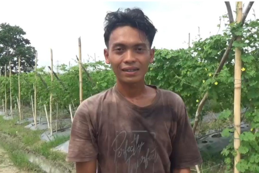Harga Pare Anjlok, Petani di Muaro Jambi Menjerit Harga Pare Anjlok, Petani di Muaro Jambi Menjerit