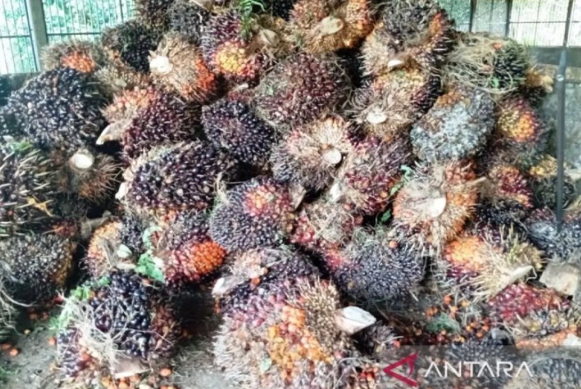 Tak Lagi Andalkan CPO Mentah! Hilirisasi Sawit Ubah Wajah Ekonomi Secara Besar-Besaran Tak Lagi Andalkan CPO Mentah! Hilirisasi Sawit Ubah Wajah Ekonomi Secara Besar-Besaran