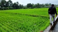 Kementan Percepat Cetak Sawah di Papua Barat, Ribuan Hektare Dikejar Lewat Skema Swakelola Kementan Percepat Cetak Sawah di Papua Barat, Ribuan Hektare Dikejar Lewat Skema Swakelola