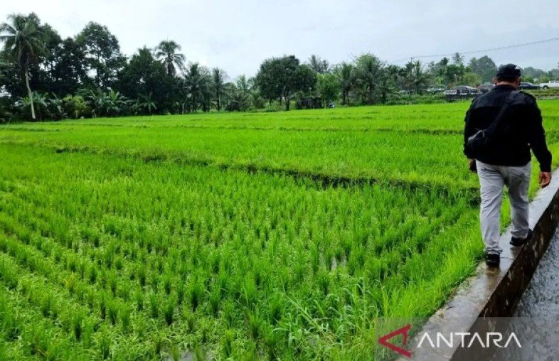 Kementan Percepat Cetak Sawah di Papua Barat, Ribuan Hektare Dikejar Lewat Skema Swakelola