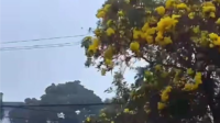7-8 Tahun Menanti, Tabebuya yang Ditanam Sy Fasha Akhirnya Tunjukkan Keindahannya 7-8 Tahun Menanti, Tabebuya yang Ditanam Sy Fasha Akhirnya Tunjukkan Keindahannya