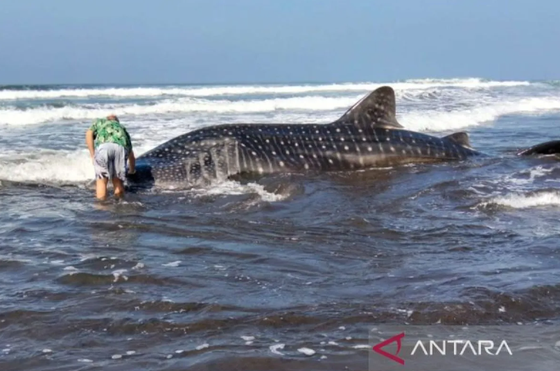 Polisi Amankan Hiu Paus Terdampar di Pantai